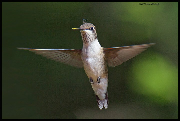 _3SB7704 rufous hummingbird female.jpg